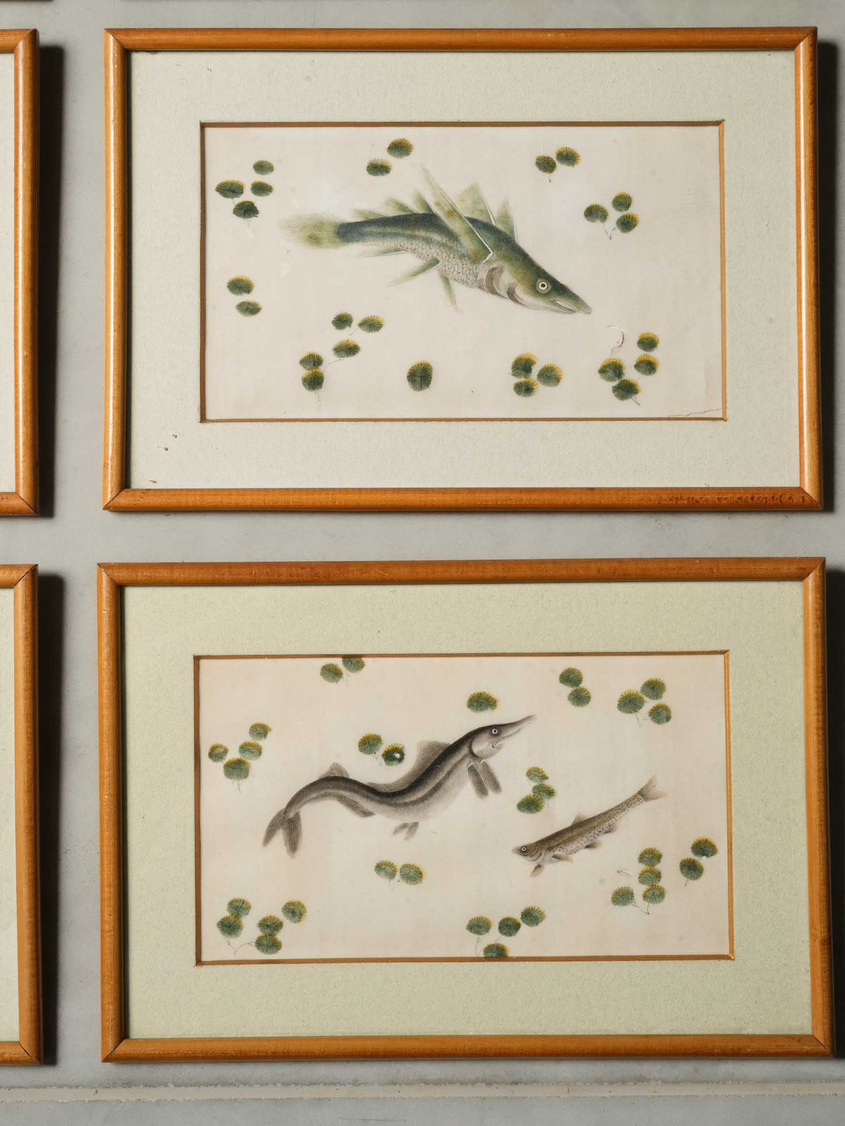 Set of 12 Late 19th-Century Delicate Fish Studies in Ink and Watercolor - 8¾" x 13"