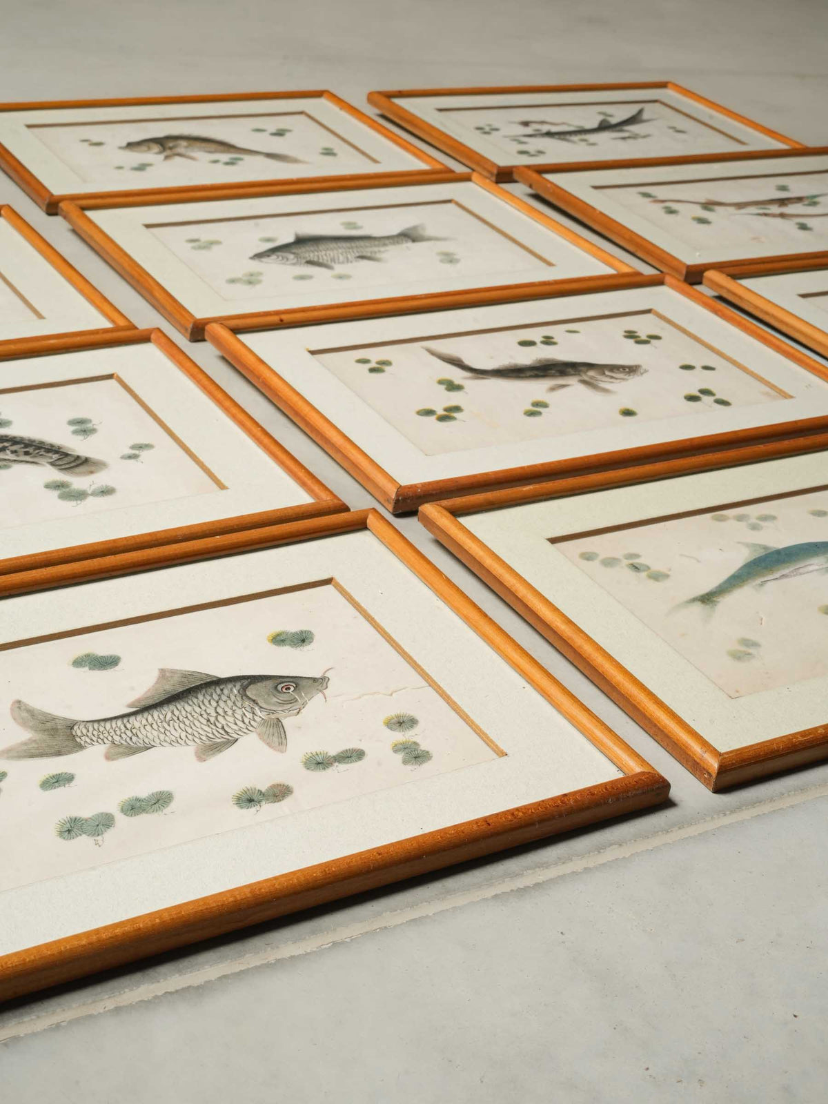 Set of 12 Late 19th-Century Delicate Fish Studies in Ink and Watercolor - 8¾" x 13"
