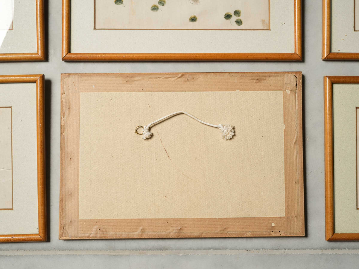 Set of 12 Late 19th-Century Delicate Fish Studies in Ink and Watercolor - 8¾" x 13"