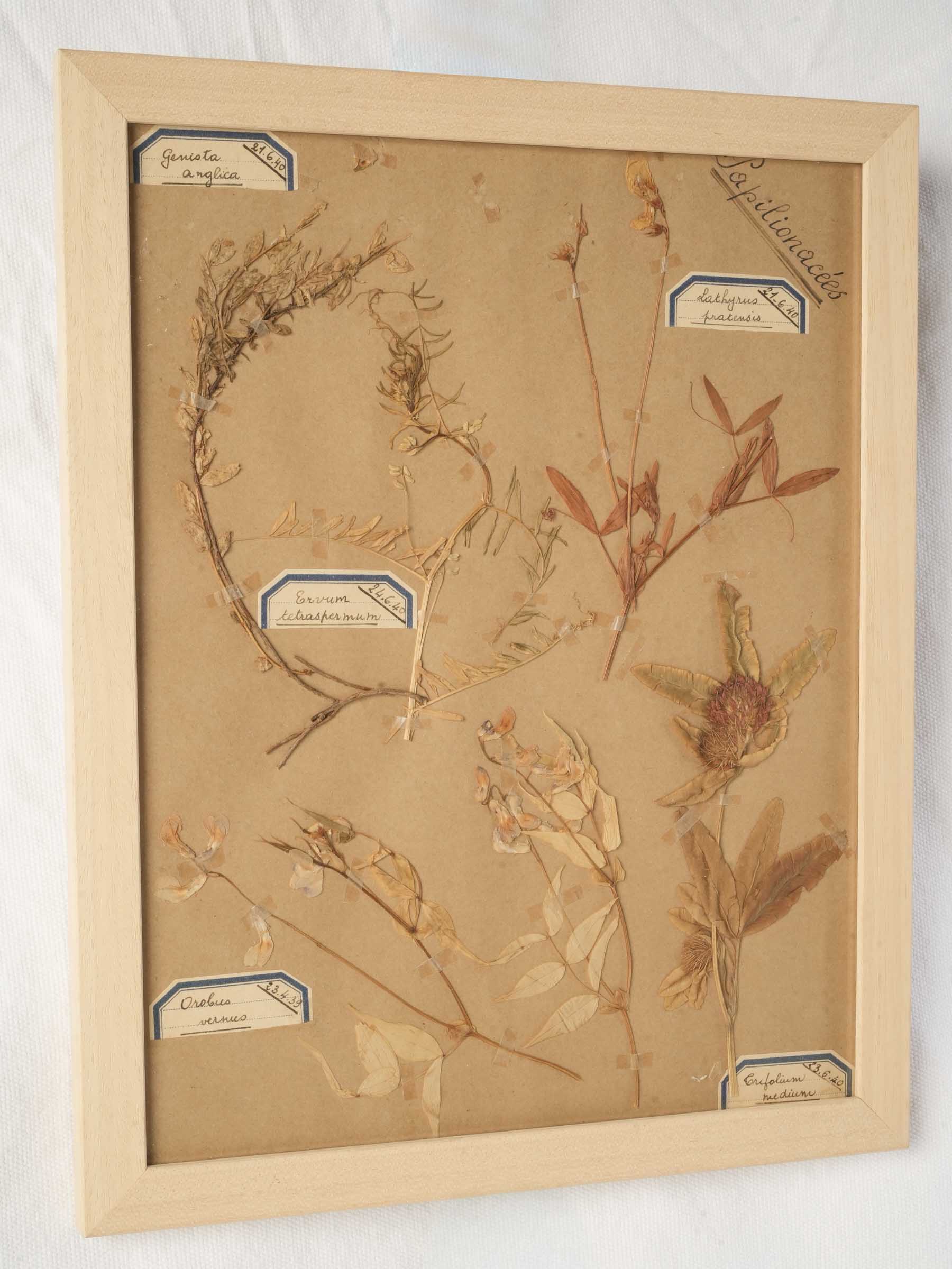 Textured tan paper botanical artwork
