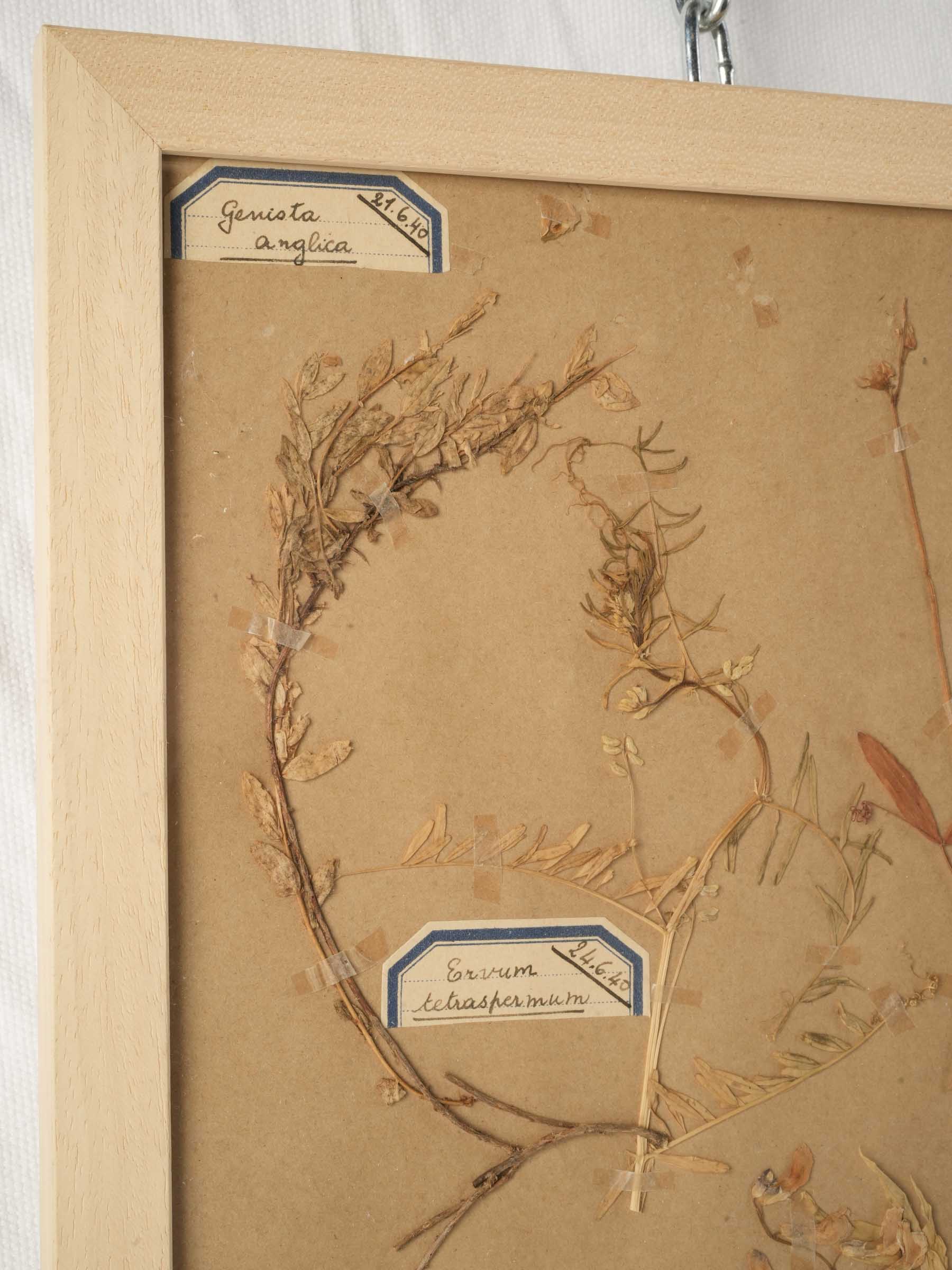 Natural vintage-style plant display