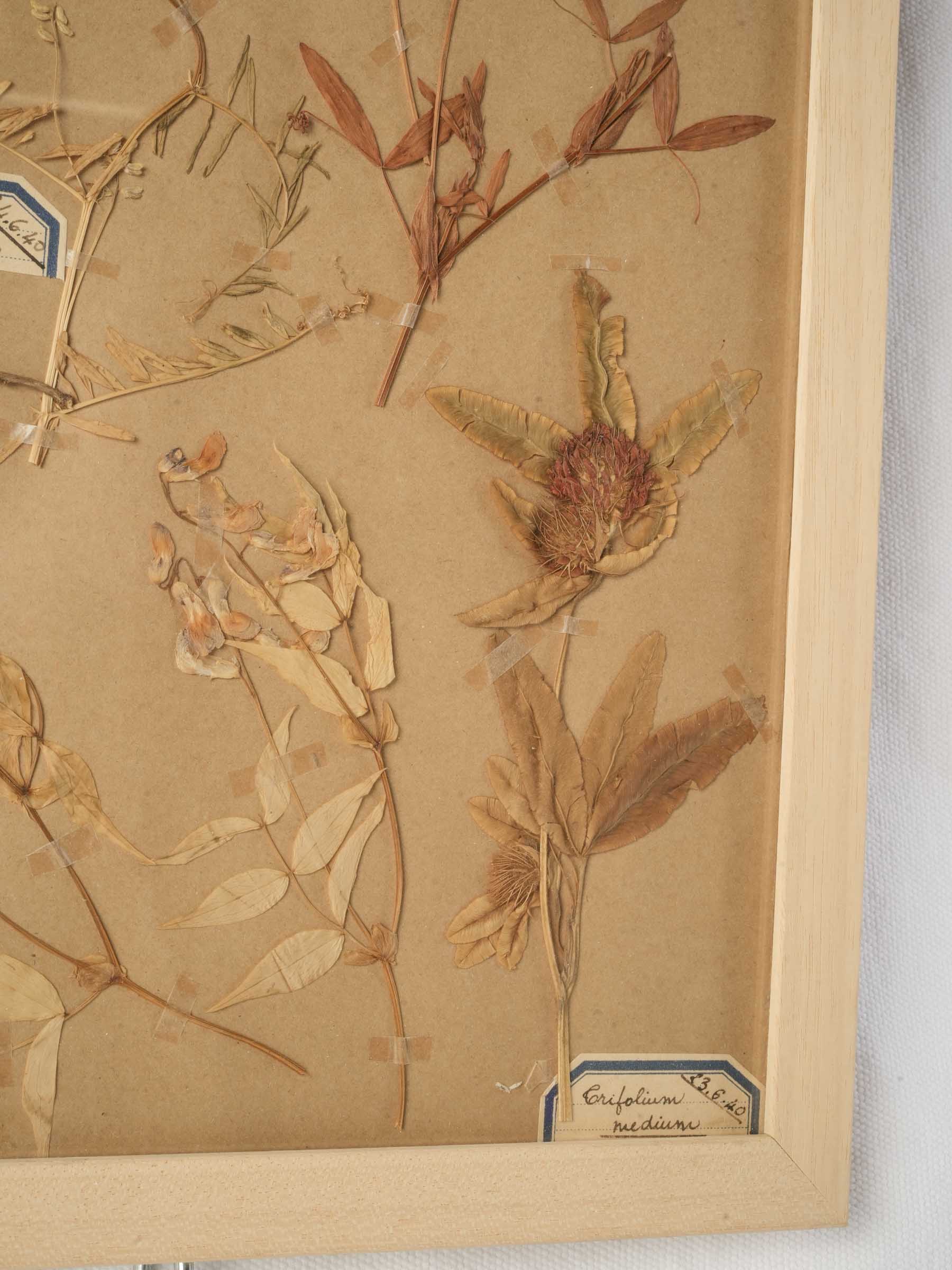Historic-inspired framed floral study