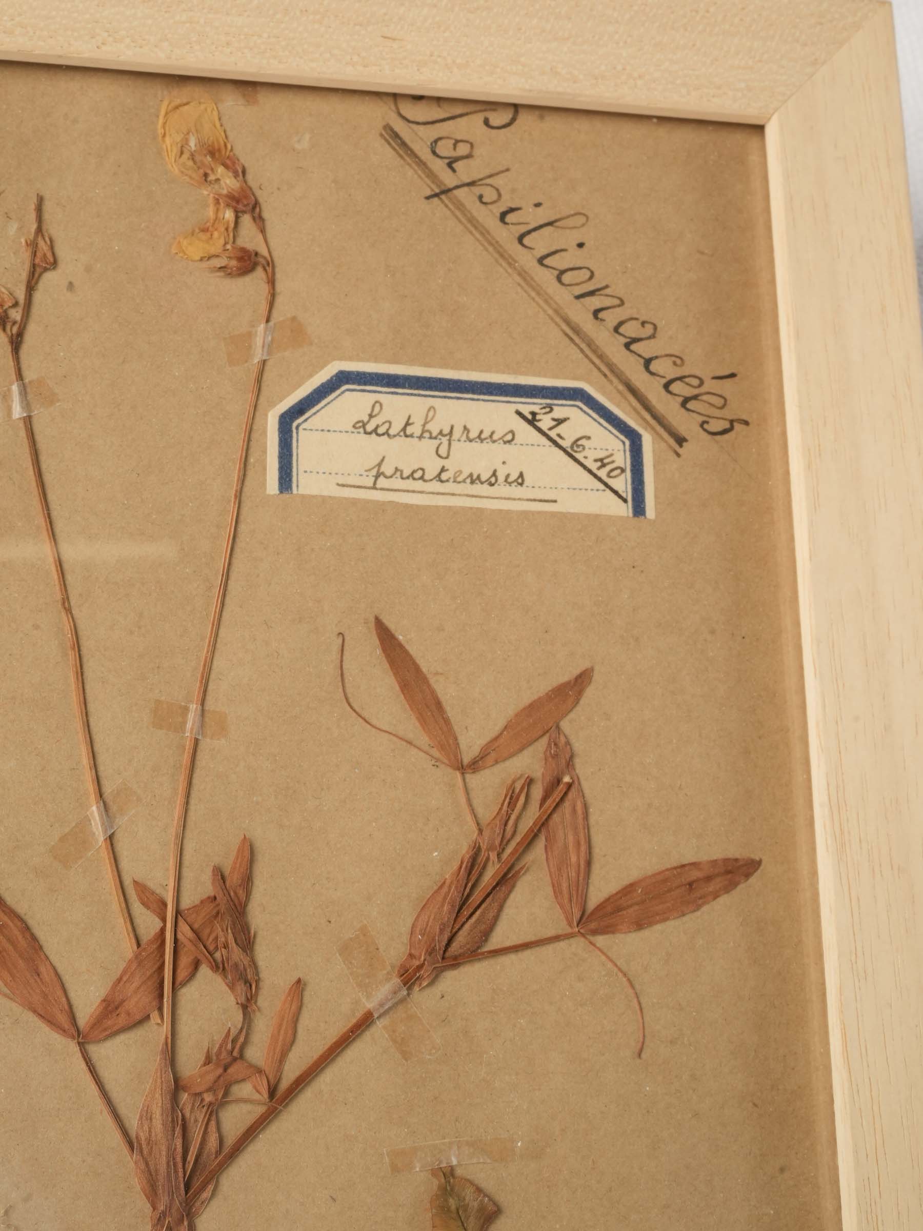 Aged appearance decorative herbarium frame