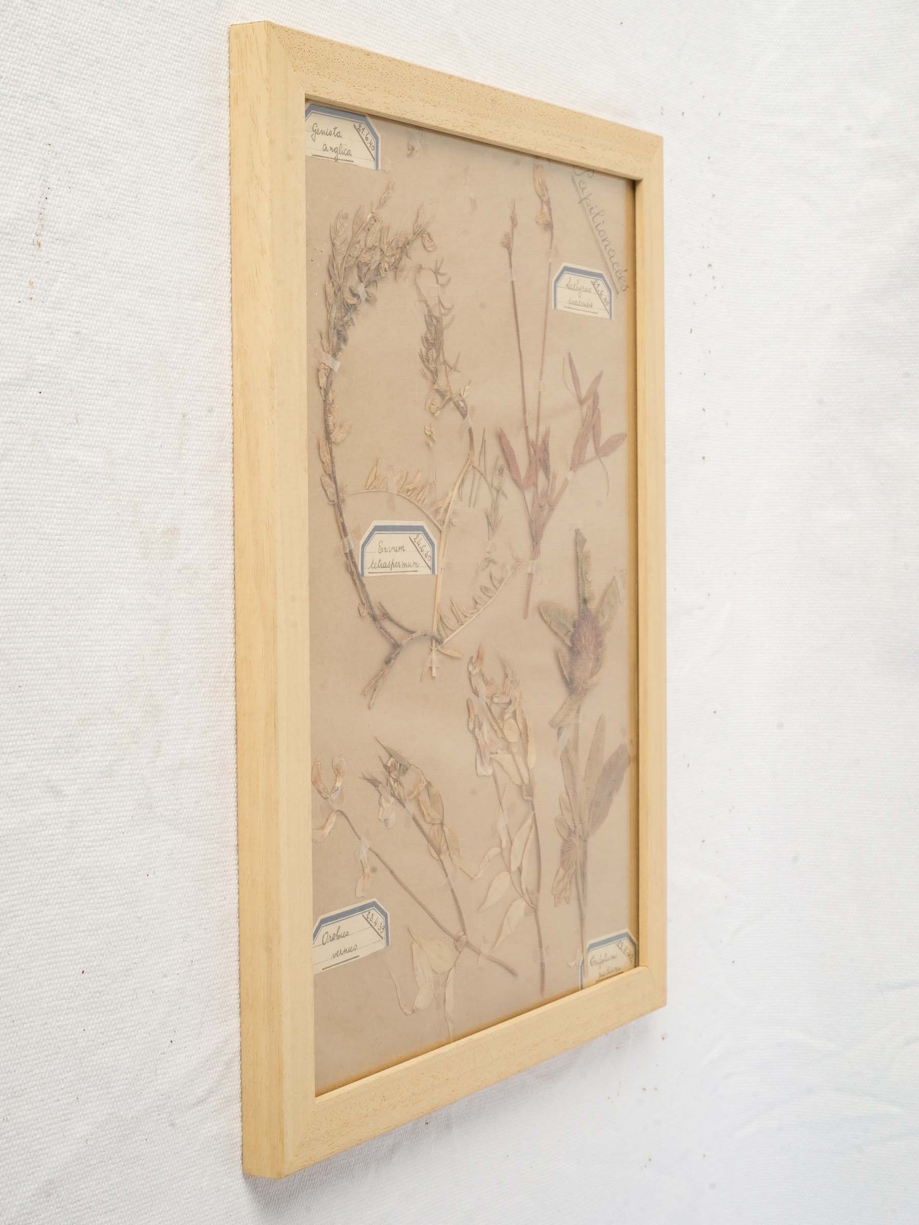 Handcrafted papilionaceae wooden frame