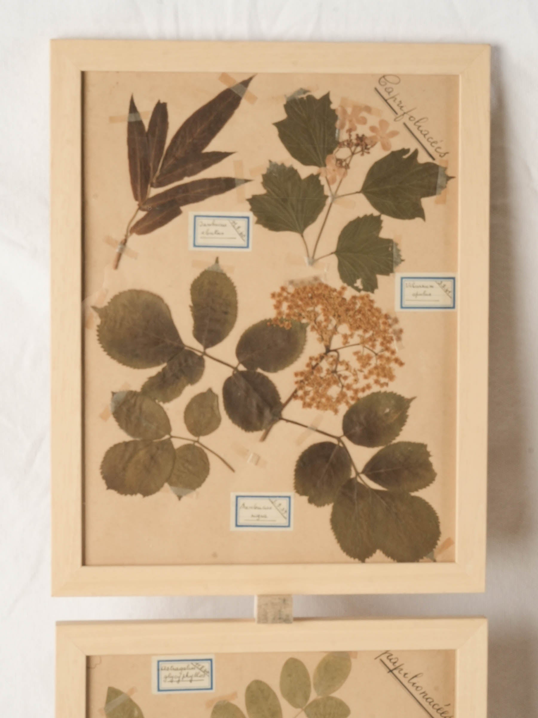 Earthy-toned decorative botanical art