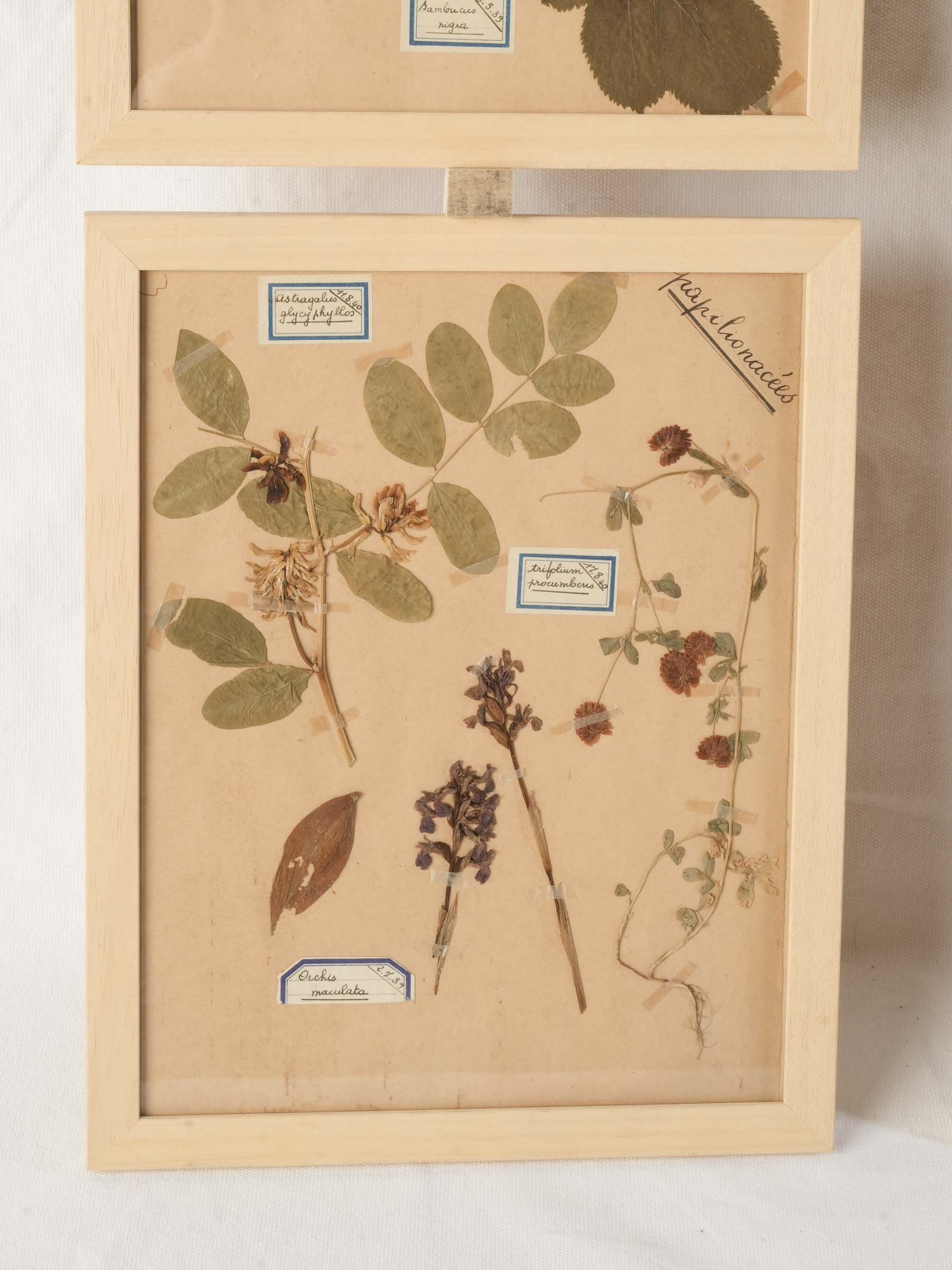 French botanical collection displays