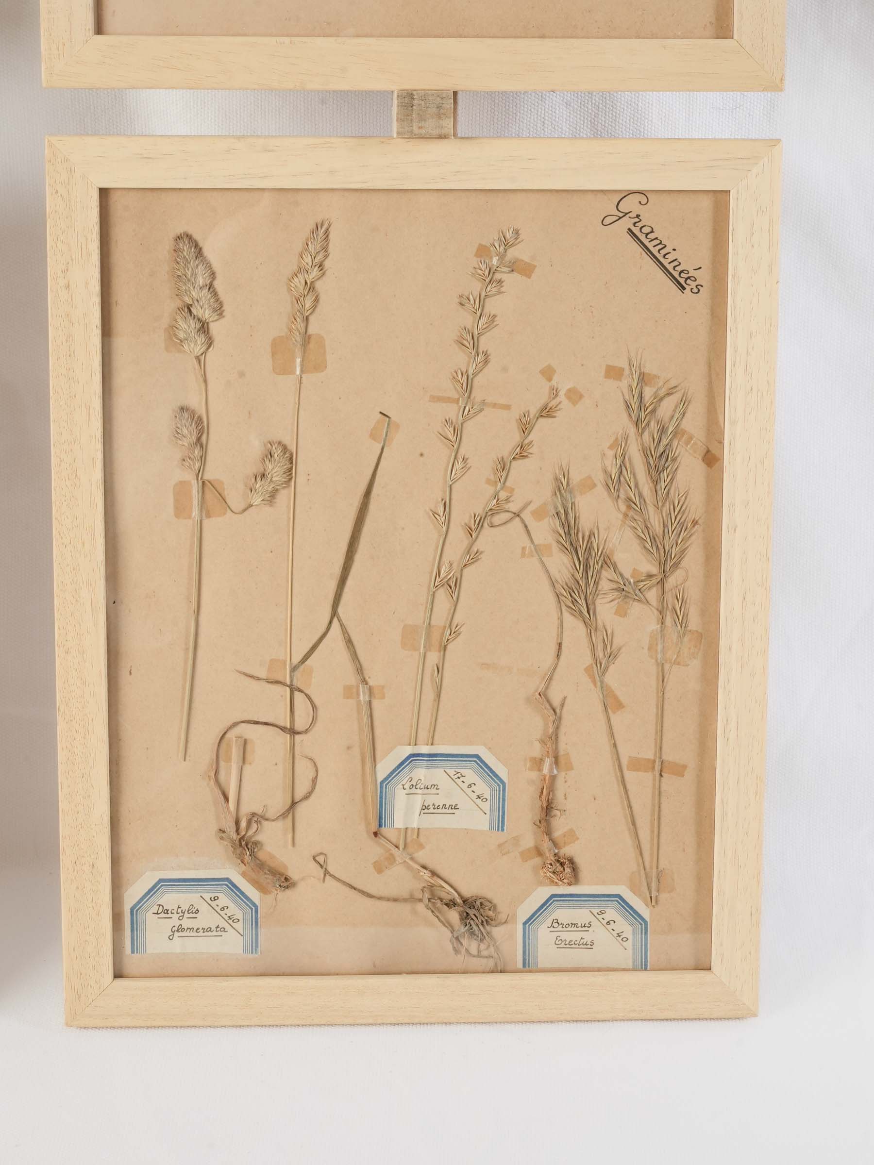 Contemporary wooden-framed herbarium artworks