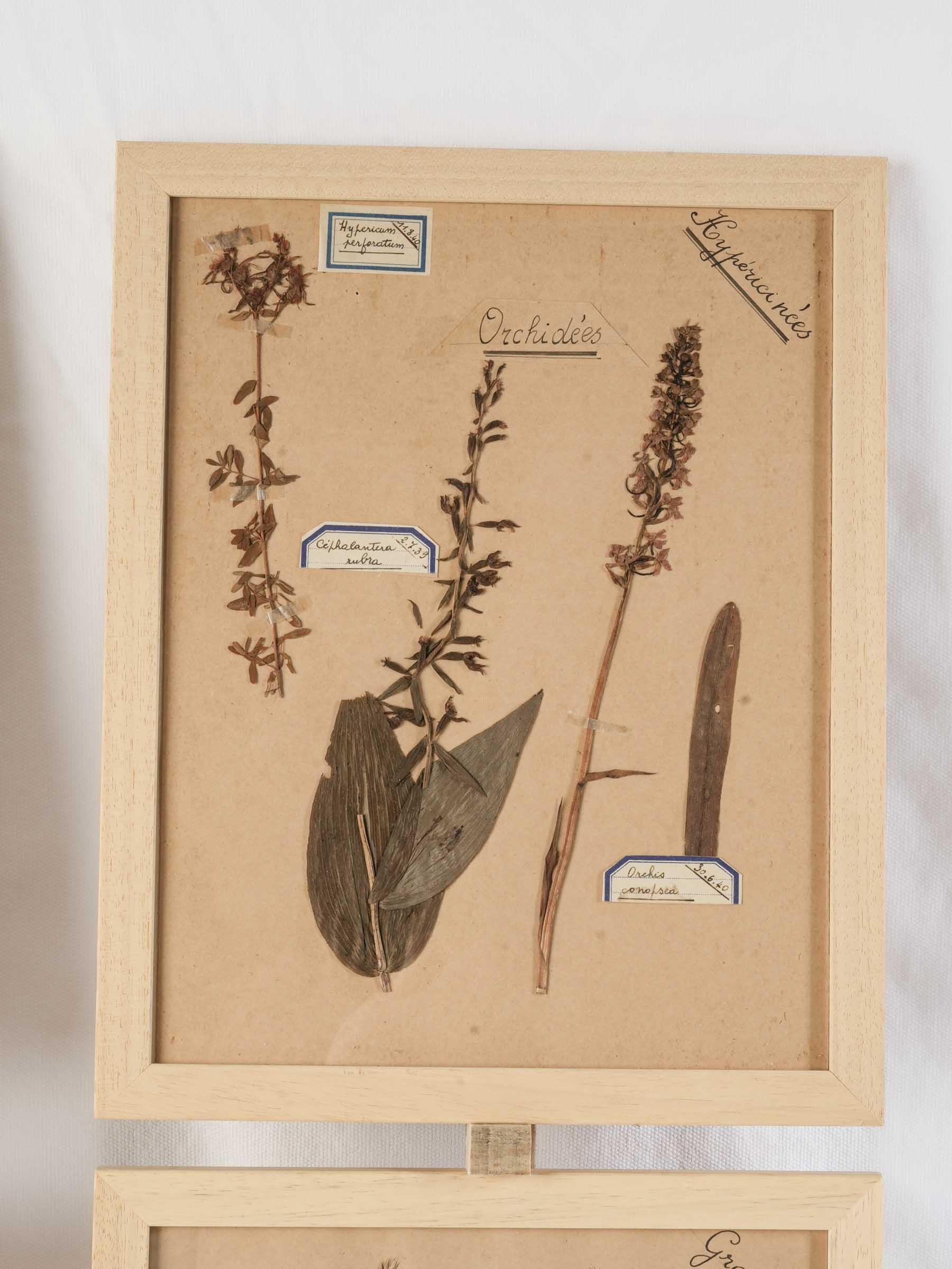 Timeworn parchment botanical exhibits