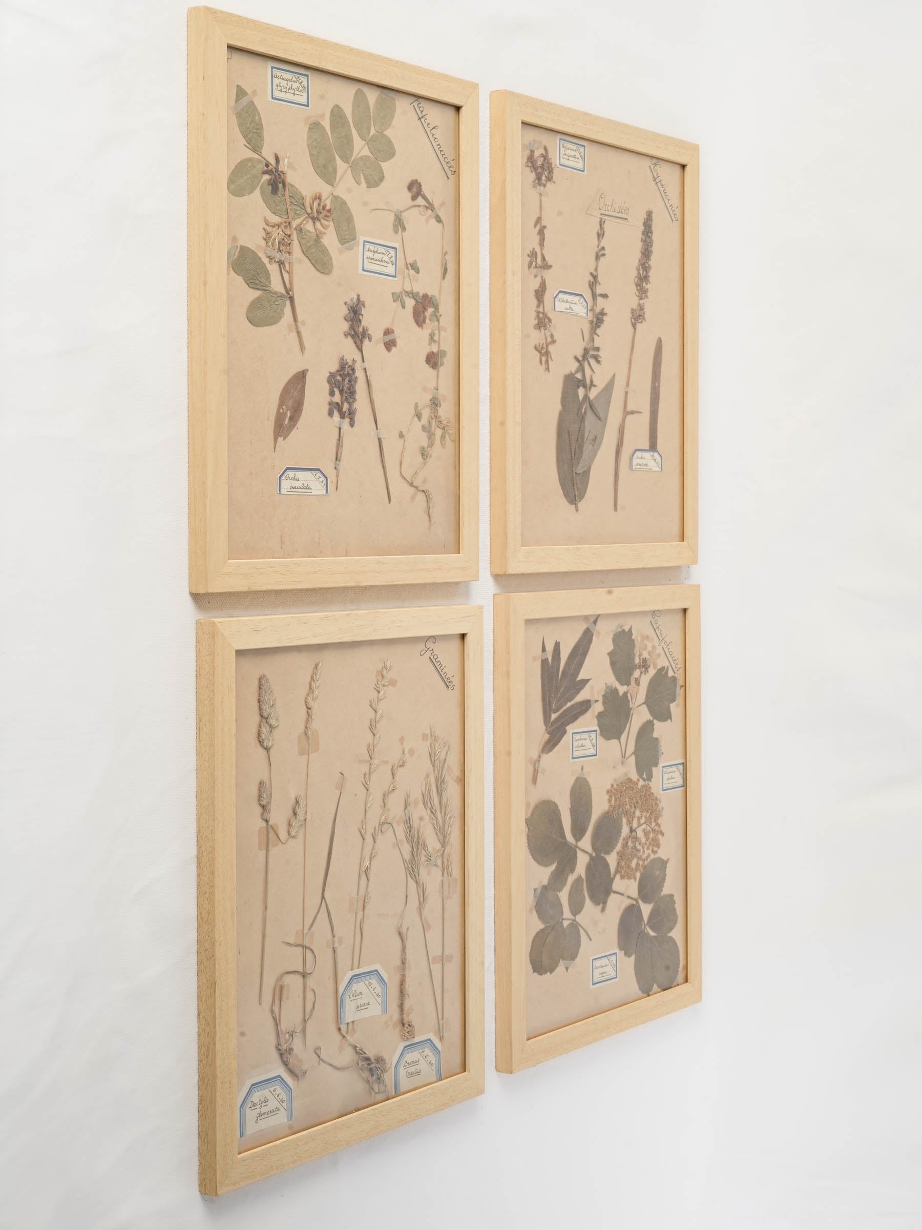 Rustic hand-labeled botanical panels