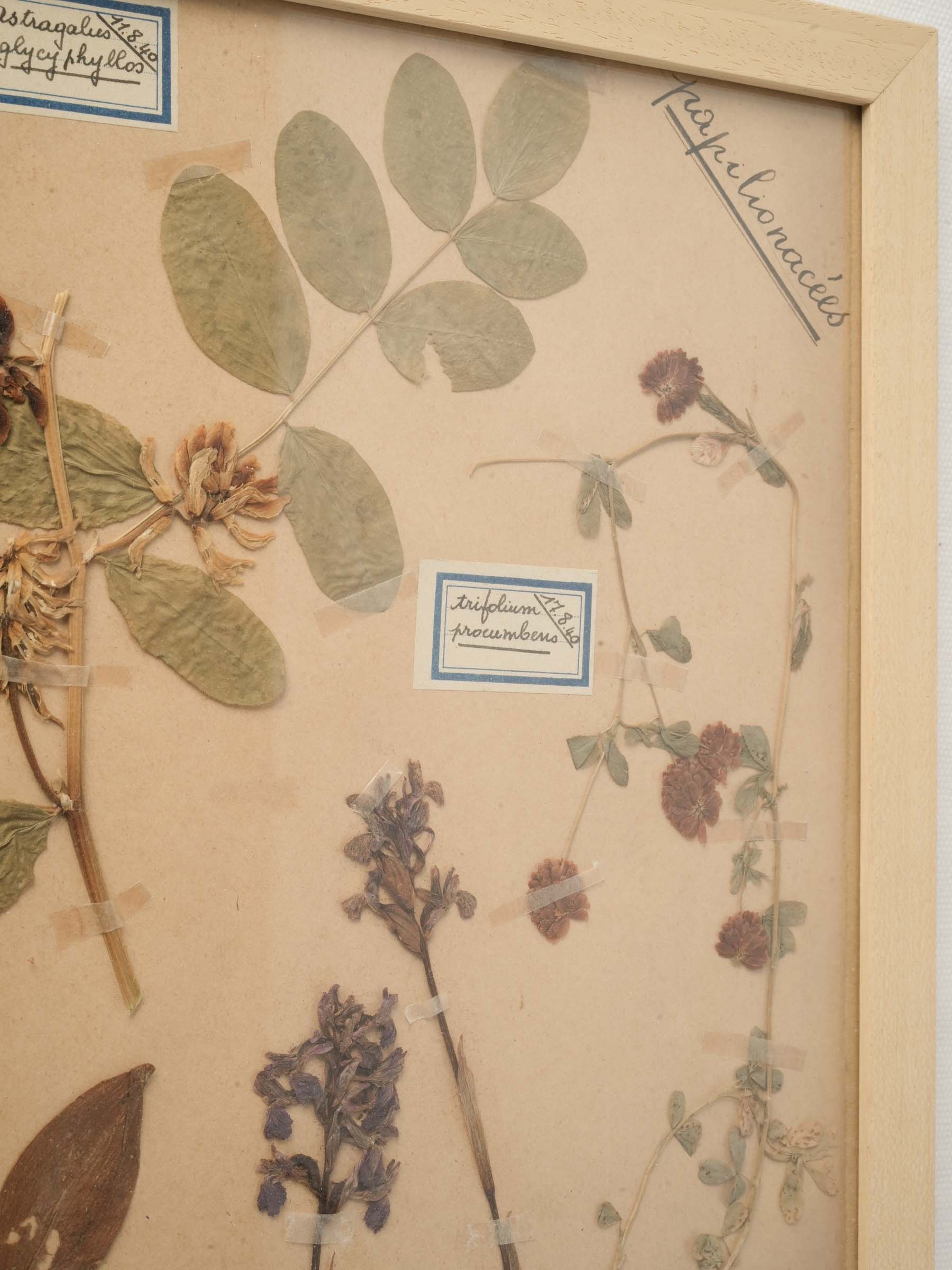 Pedagogic botanical family name prints