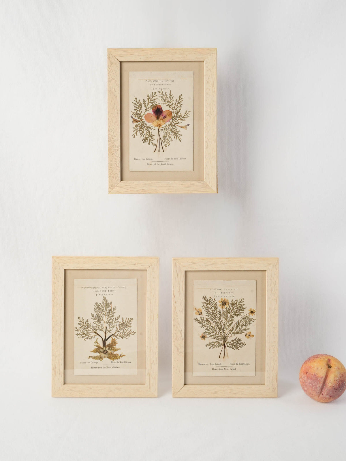Set of Three Antique Pressed-Flower Compositions from the Holy Land - 9" x 6¾"