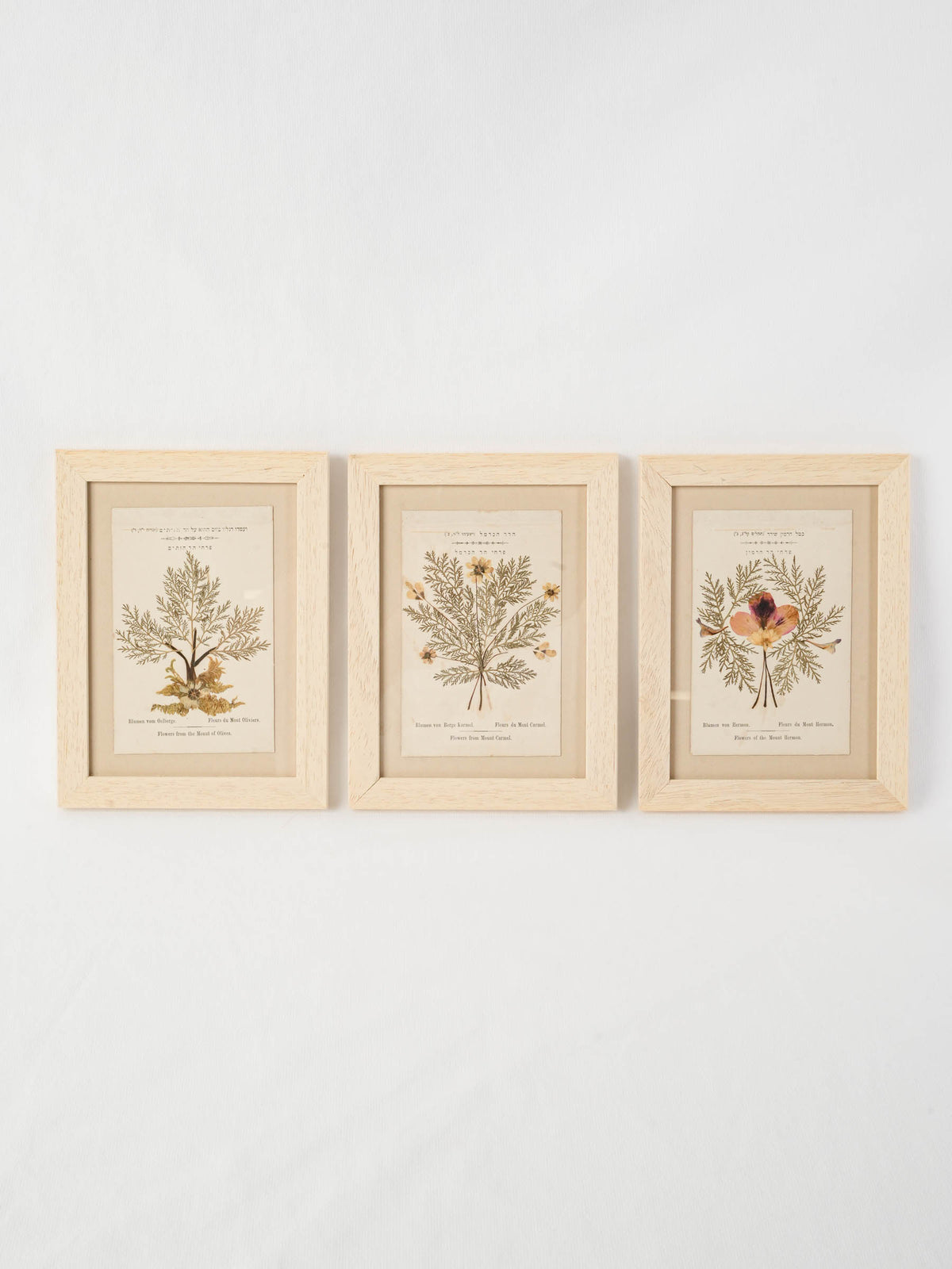 Set of Three Antique Pressed-Flower Compositions from the Holy Land - 9" x 6¾"