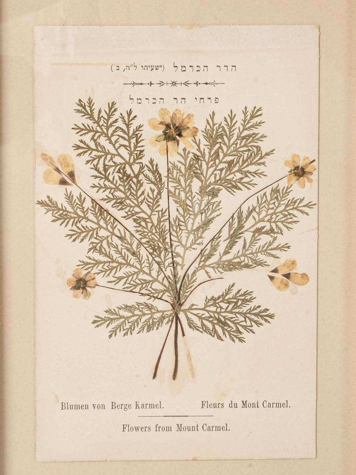 Set of Three Antique Pressed-Flower Compositions from the Holy Land - 9" x 6¾"