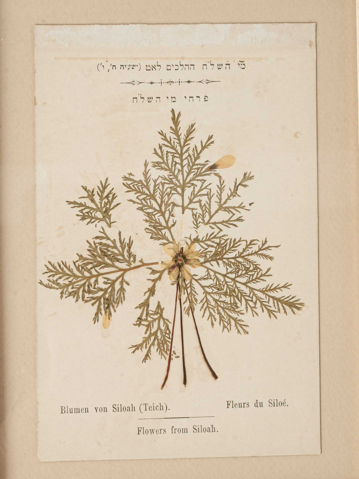 Set of Three Antique Pressed-Flower Compositions from Hebron, Siloah and the Jordan Valley - 9 x 6¾"