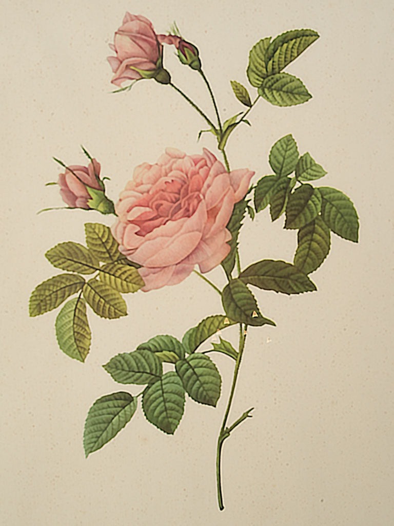 Blush-toned antique wall decor