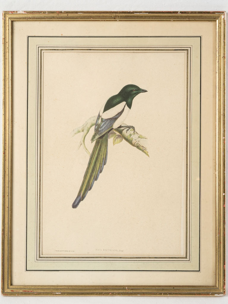 Antique refined engraving print.