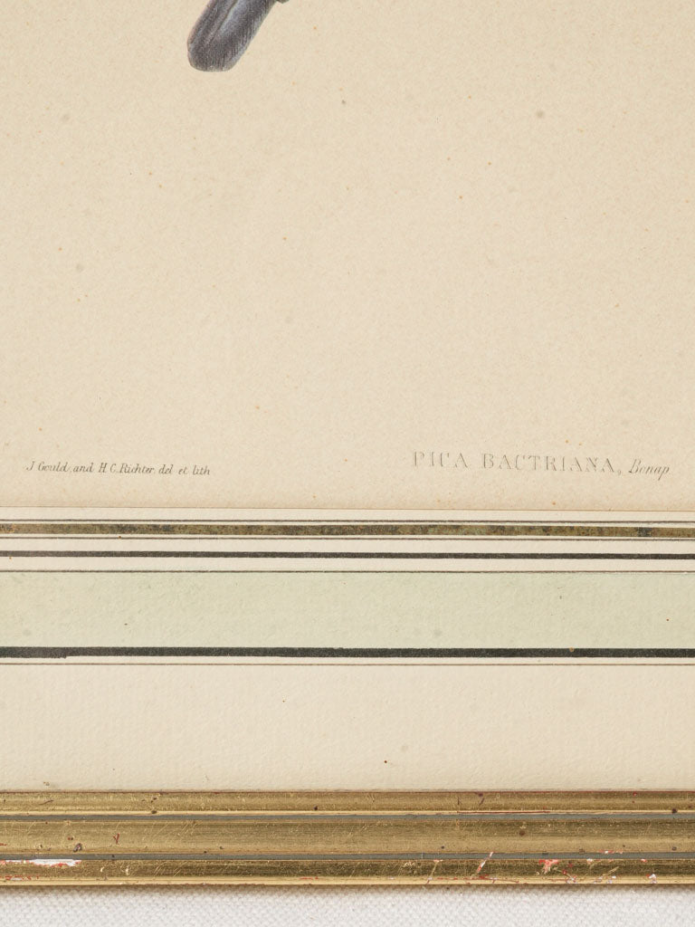 Scientific botanical study artwork.