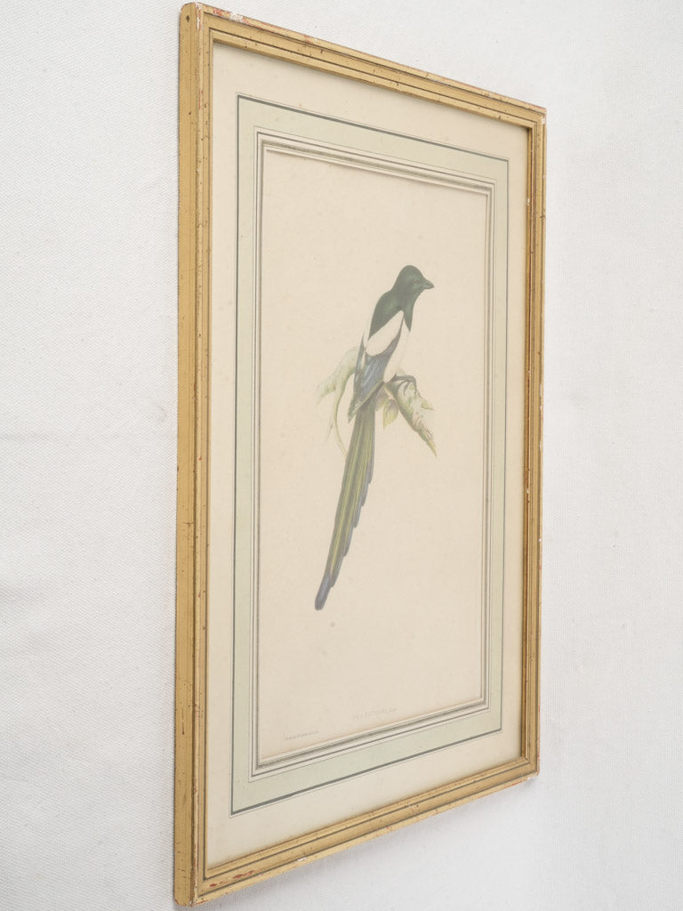 Hand-colored magpie illustration.