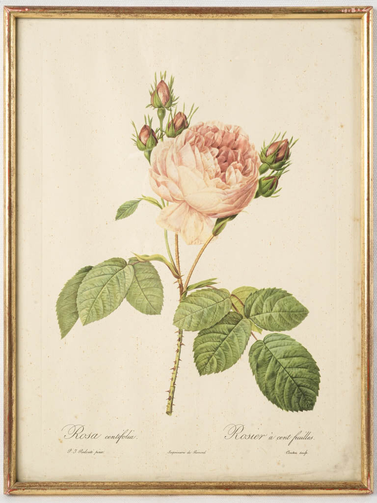 Early 20th-Century Redouté Botanical Print - Rosa Centifolia - 16¼" x 12¼"