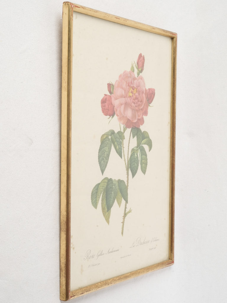 Historically significant botanical plate