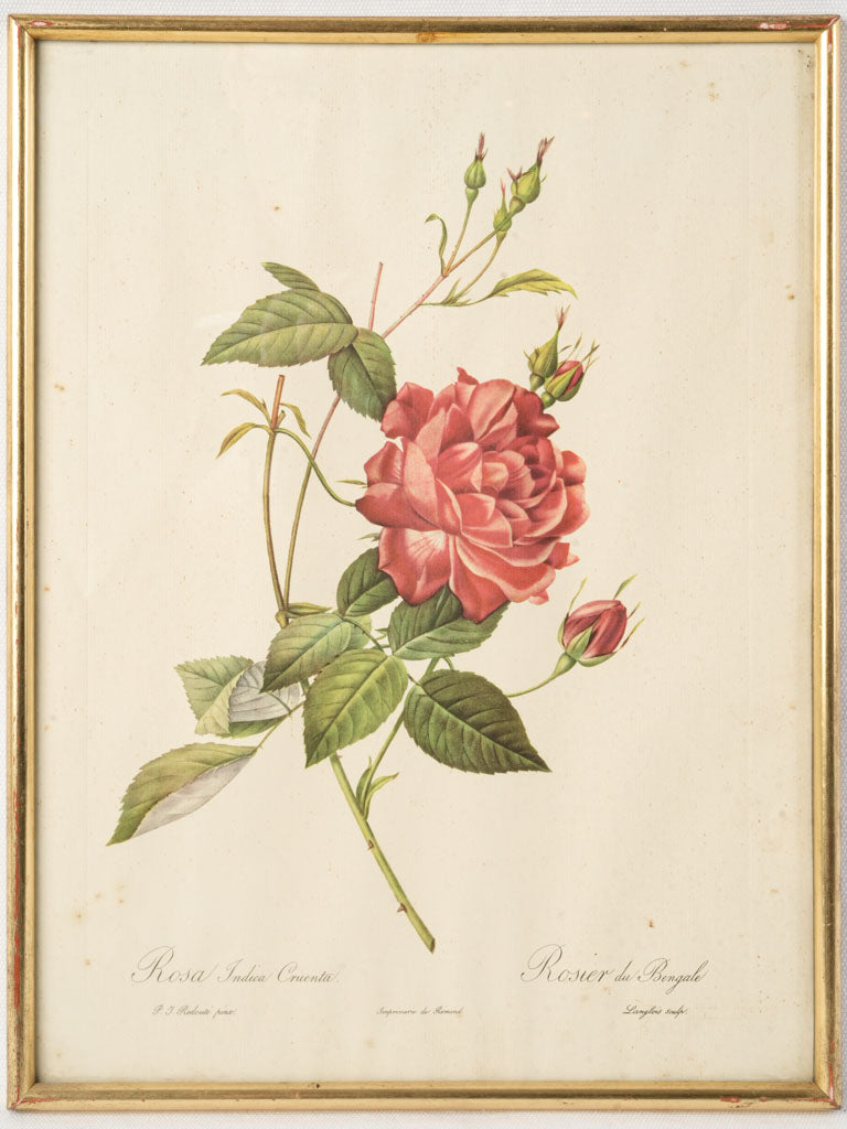 Early 20th-Century Botanical Print After Redouté - _Rosa Indica Cruenta_ (Bengal Rose) - 16¼"x 12¼"