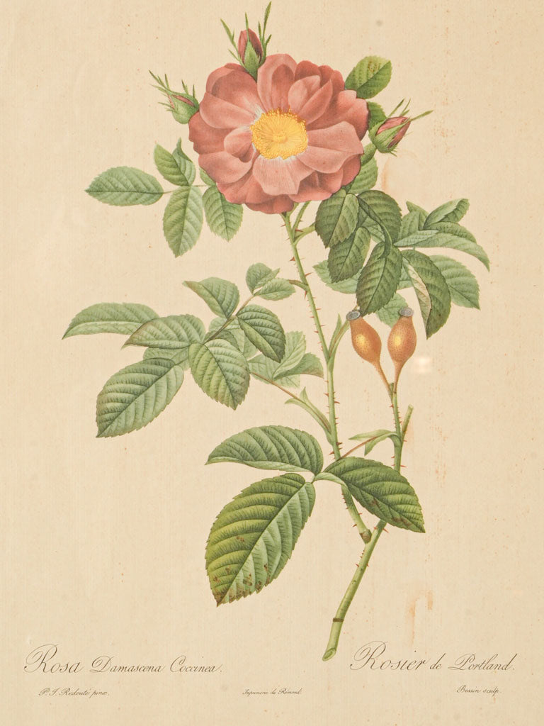 Antique Pierre-Joseph Redouté masterpiece