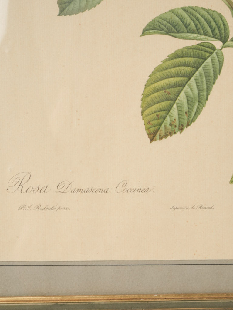 Pastel-toned classic floral engraving