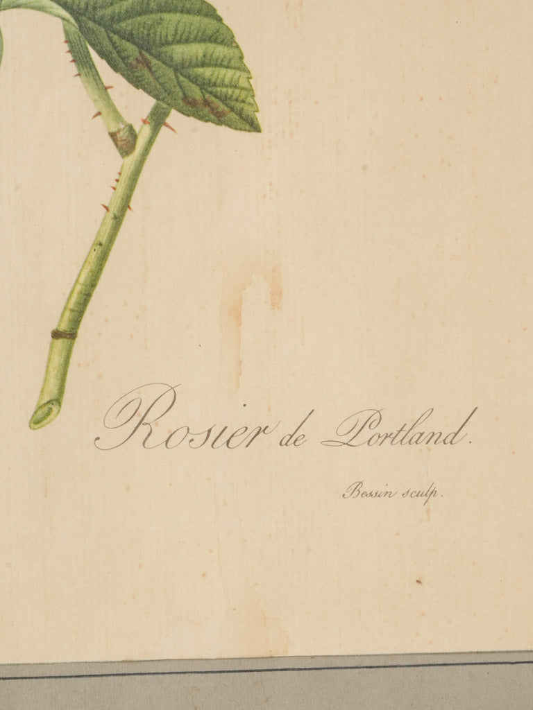 Authentic sophisticated botanical art