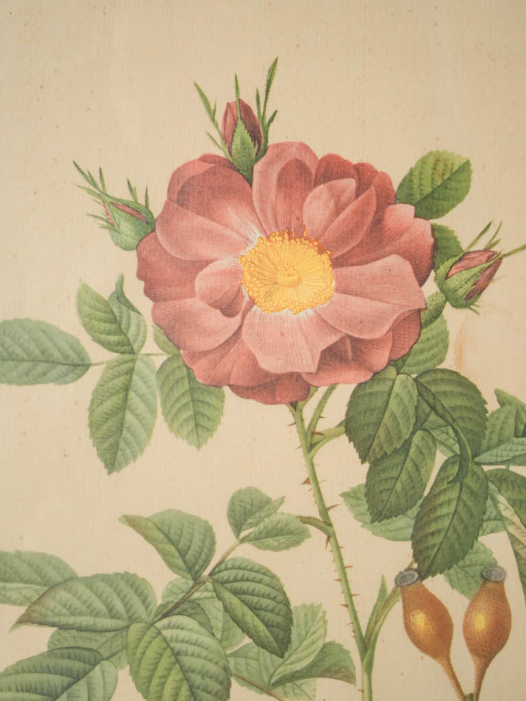 Gilt-framed delicate rose print