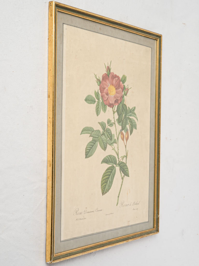 Historic botanical illustration artwork
