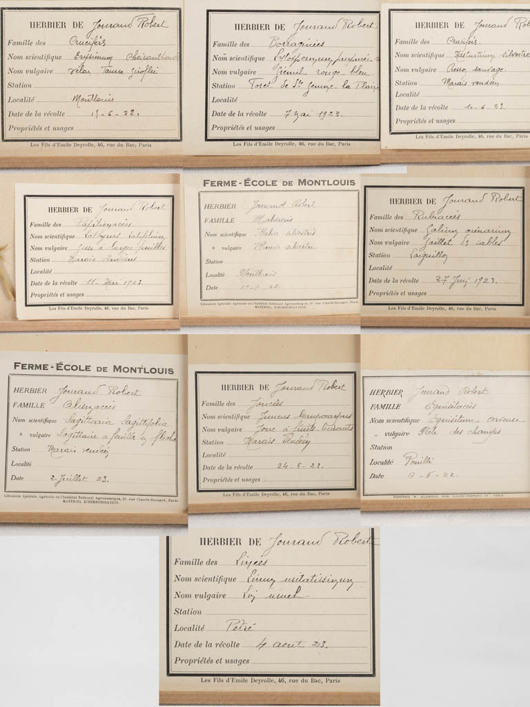 Pristine vintage French framed herbarium specimens