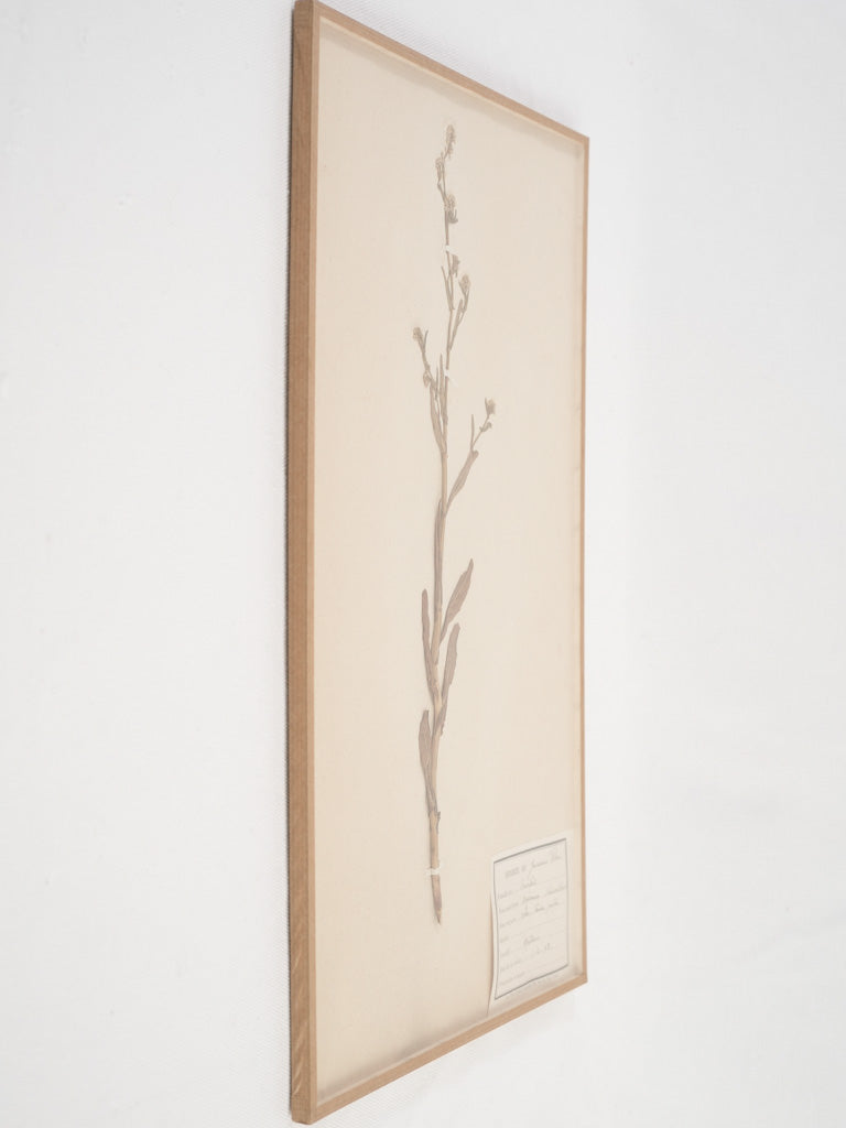 Classic French preserved herbarium collection