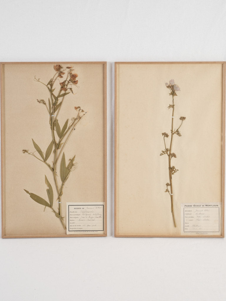 Preserved antique French botanical herbiers