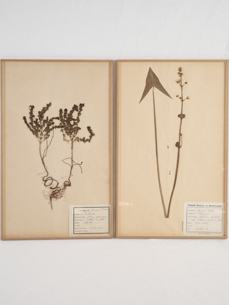 Timeless vintage French herbarium botanicals