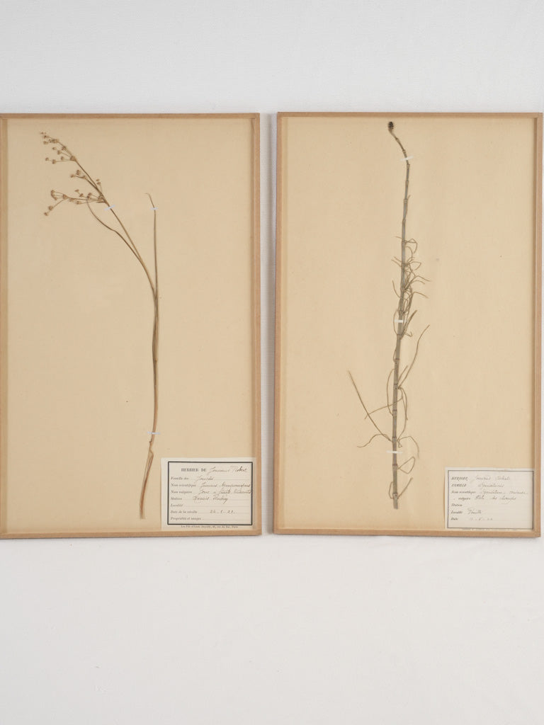 Vintage botanical herbariums with French heritage