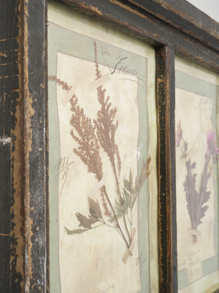 Oversized Italian Artisan Herbarium in the Antique Style - 44" x 32¾"