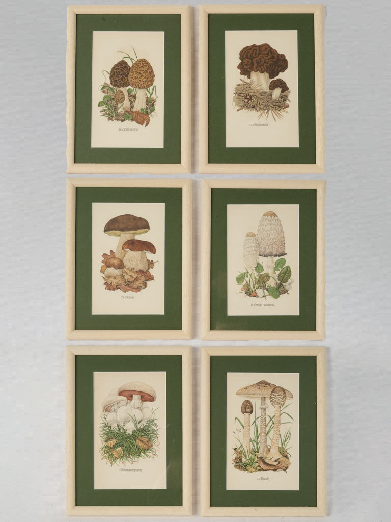 Vintage botanical mushroom prints set
