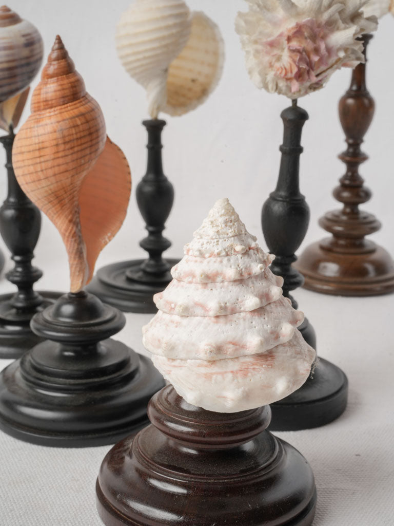 Display of 7 Mounted Seashells on Turned Wood Stands - 11½"