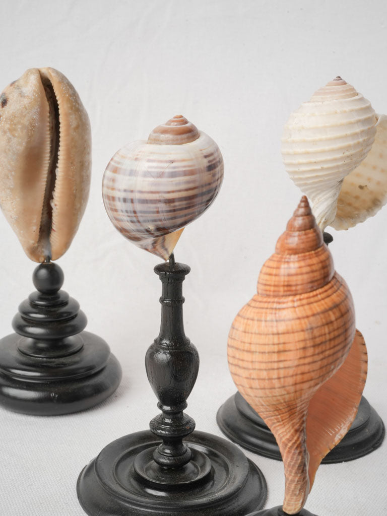 Display of 7 Mounted Seashells on Turned Wood Stands - 11½"