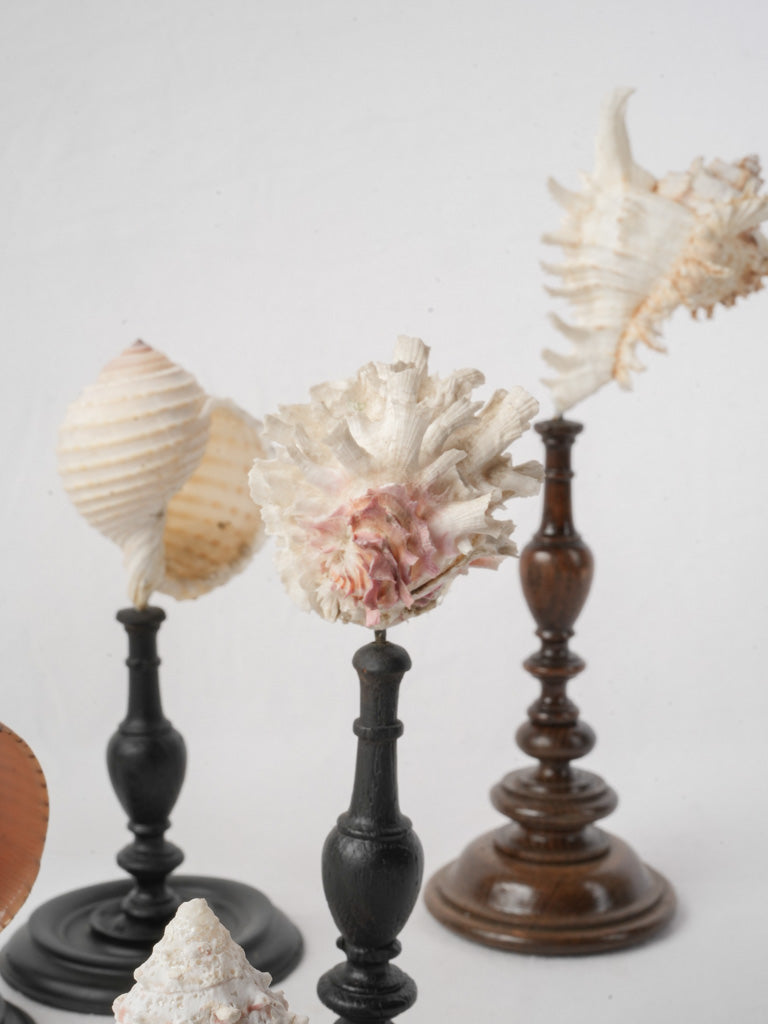 Display of 7 Mounted Seashells on Turned Wood Stands - 11½"