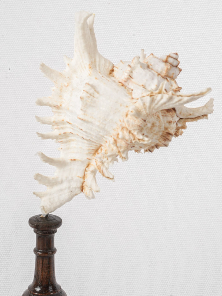 Display of 7 Mounted Seashells on Turned Wood Stands - 11½"