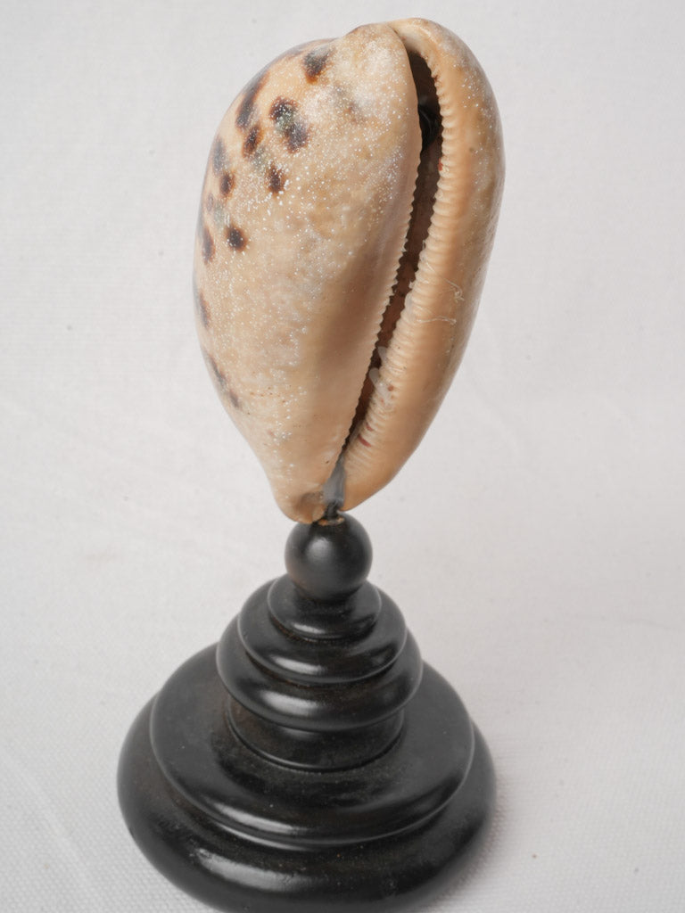 Display of 7 Mounted Seashells on Turned Wood Stands - 11½"