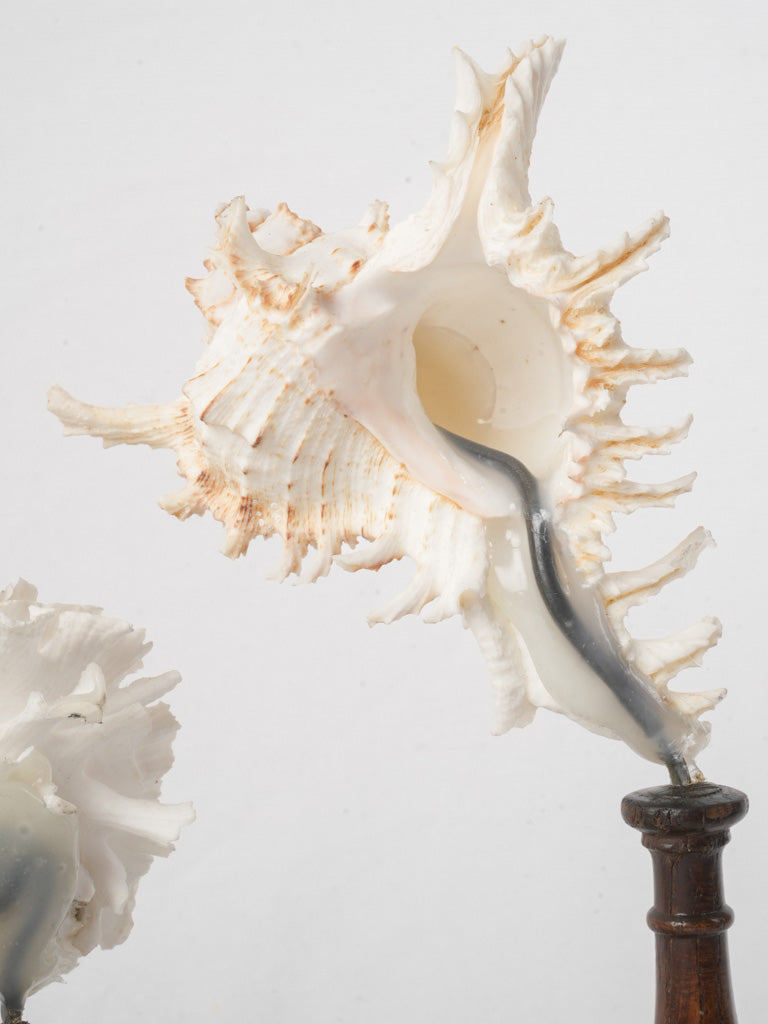 Display of 7 Mounted Seashells on Turned Wood Stands - 11½"