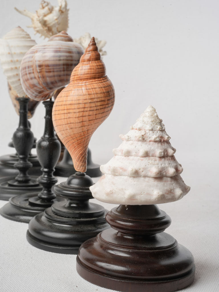 Display of 7 Mounted Seashells on Turned Wood Stands - 11½"