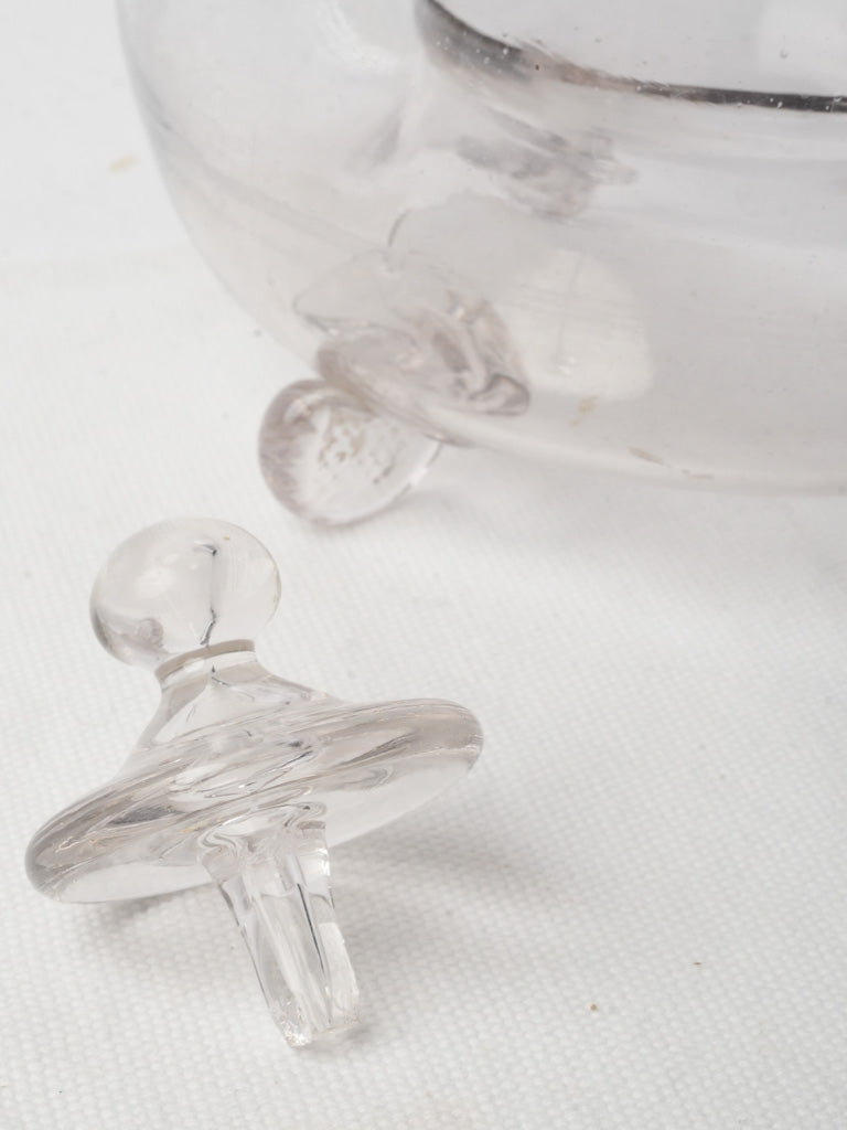 Elegant glass flycatcher