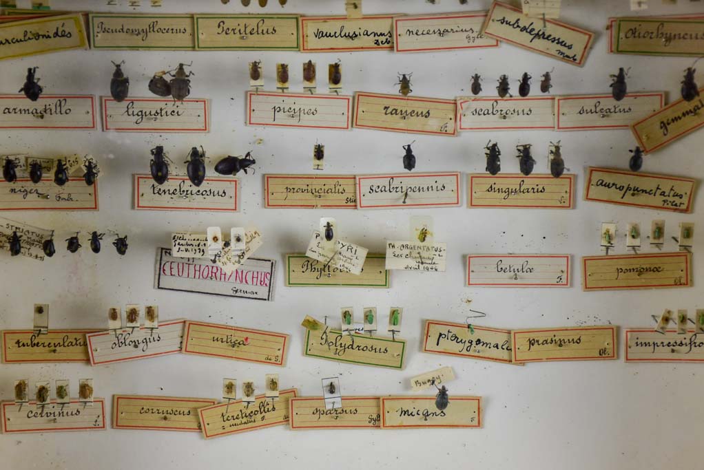 Rustic nineteenth-century French entomology assortment