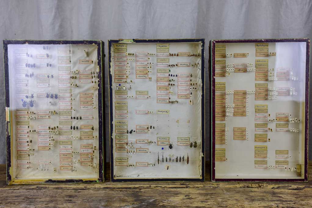 Identified Rare 19th Century Insects Collection