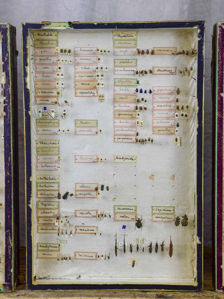 Dated 19th Century Insect Display
