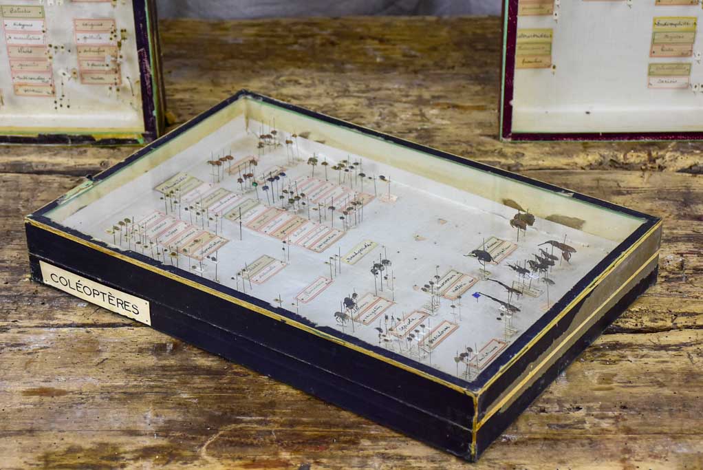 Historic Aged Insect Display Collection