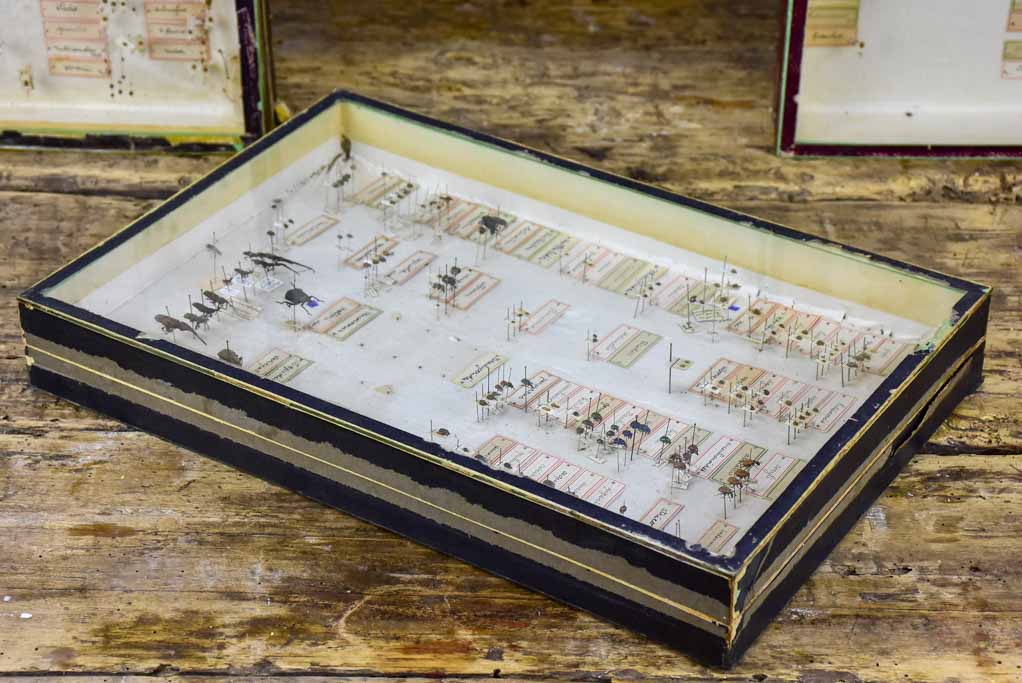 Unique Preserved Century-old Inset Collection